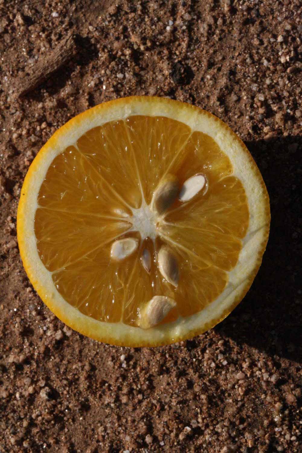              Fruit cross-section (Riverside, CA)       